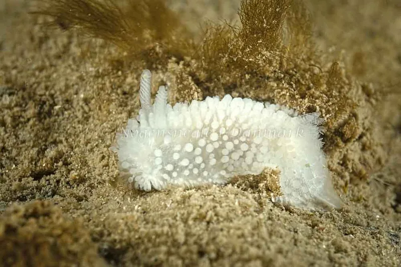 Onchidoris muricata - Hindsgavl Bro - Foto: Klaus Kevin Kristensen