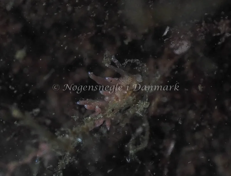 Eubranchus rupium - Kollund Lillestrand - Foto: Jens Egon Jørgensen
