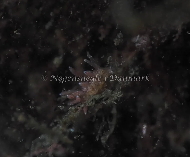 Eubranchus rupium - Kollund Lillestrand - Foto: Jens Egon Jørgensen