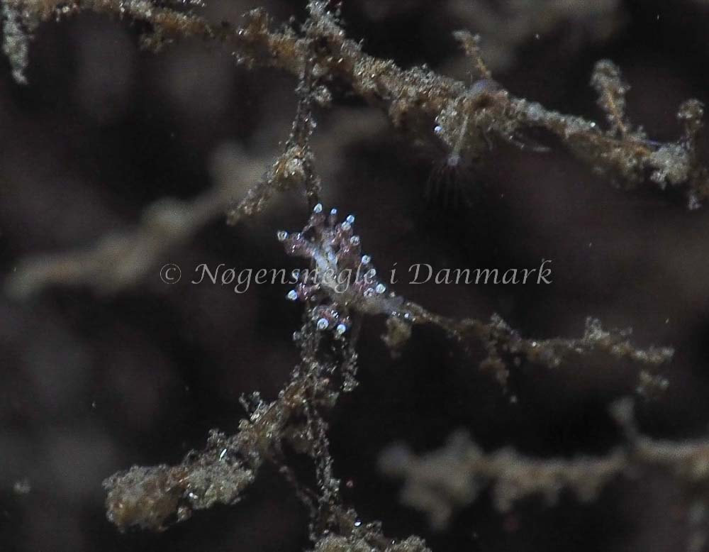 Eubranchus scintillans - Kollund Lillestrand - Foto: Jens Egon Jørgensen