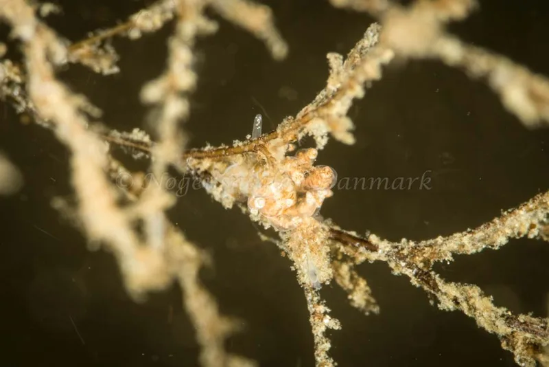 Eubranchus scintillans - Søbadet - Foto: Poul Erik Rasmussen