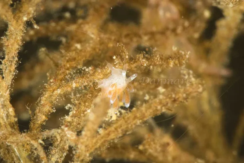 Cuthonella concinna - Snoghøj - Foto: Poul Erik Rasmussen