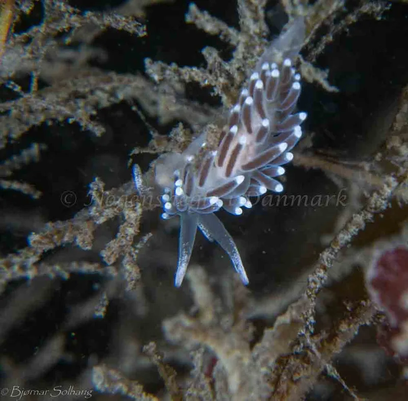 Cuthonella concinna - Ammoniakhavnen - Foto: Bjørnar Solhaug