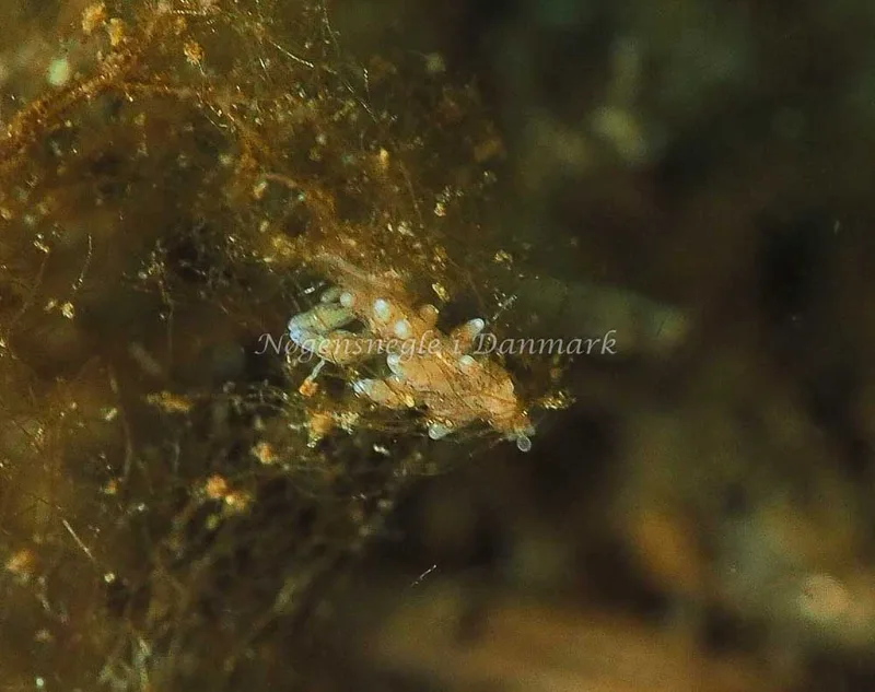 Eubranchus rupium - Kollund Lillestrand - Foto: Jens Egon Jørgensen
