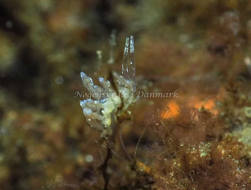 Eubranchus rupium - Kollund Lillestrand - Foto: Jens Egon Jørgensen