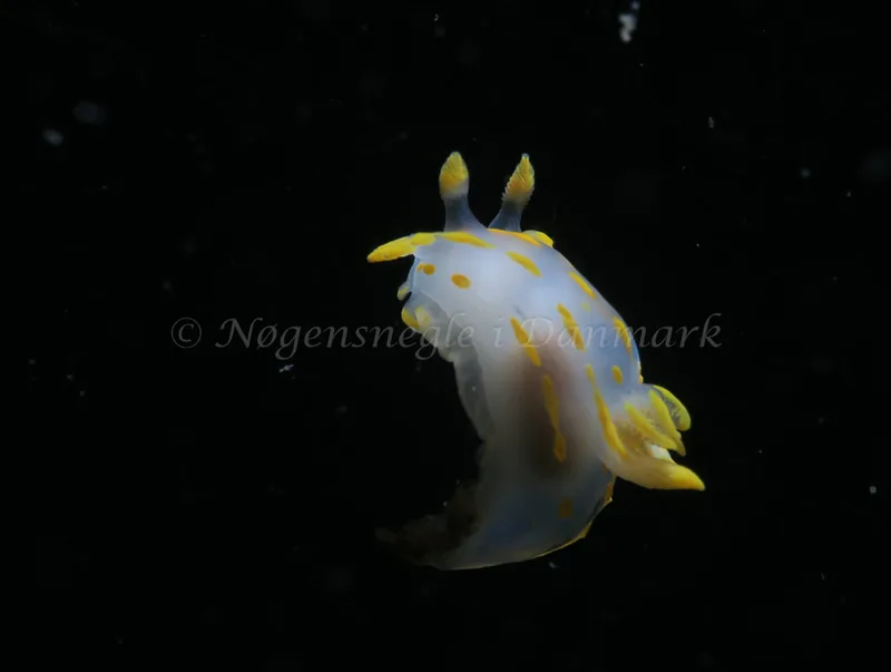 Polycera quadrilineata - Knudshoved Færgehavn - Foto: HP Ølgaard