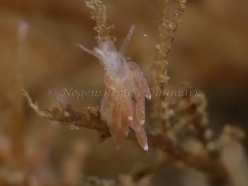 Cuthonella concinna - Ammoniakhavnen - Foto: HP Ølgaard