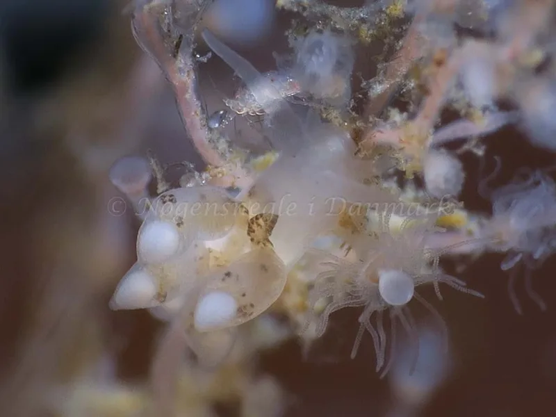 Tergipes tergipes - Ammoniakhavnen - Foto: HP Ølgaard
