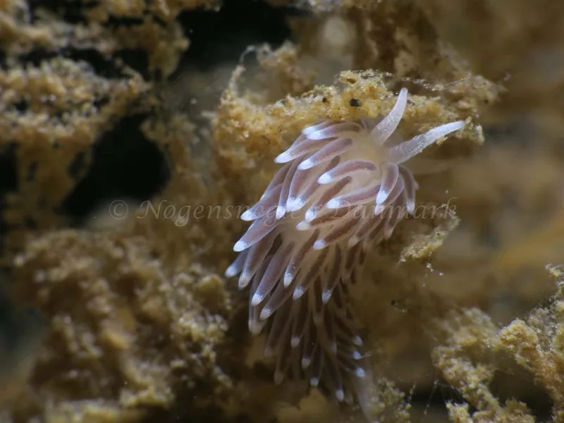 Cuthonella concinna - Ammoniakhavnen - Foto: HP Ølgaard