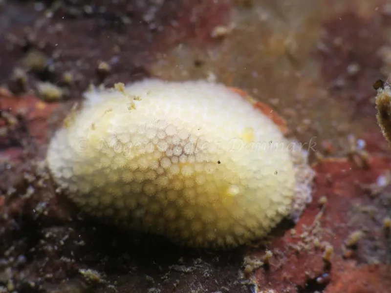 Onchidoris muricata - Ammoniakhavnen - Foto: HP Ølgaard