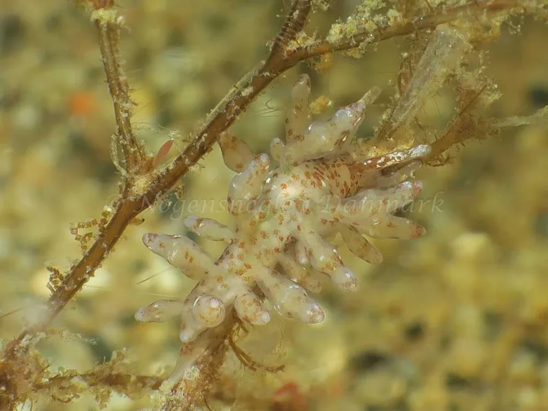 Eubranchus rupium - Lyngsbo Strand - Foto: HP Ølgaard