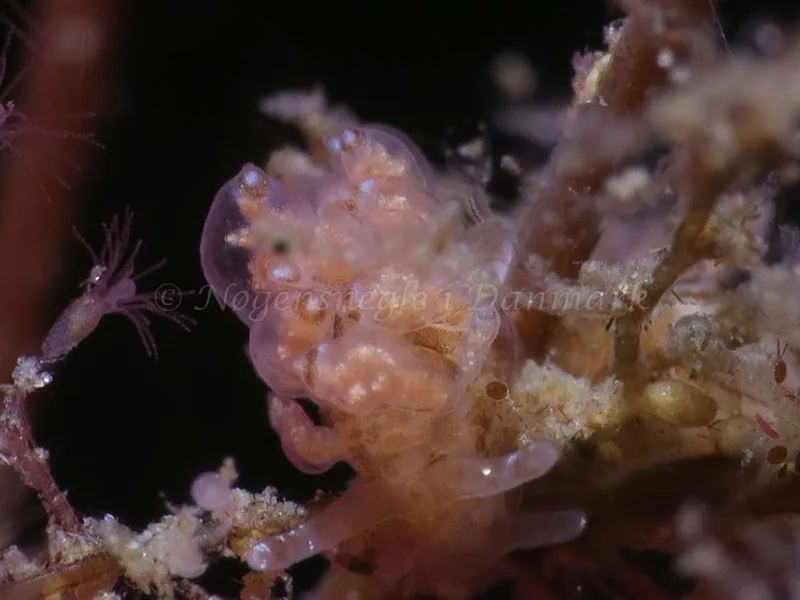 Eubranchus scintillans - Lyngsbo Strand - Foto: HP Ølgaard