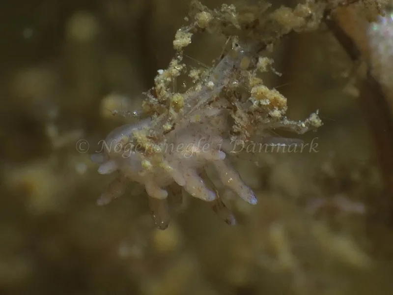 Eubranchus rupium - Søbadet - Foto: HP Ølgaard