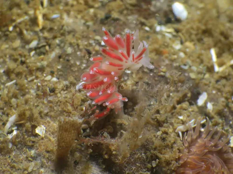 Coryphella gracilis - Søbadet - Foto: HP Ølgaard