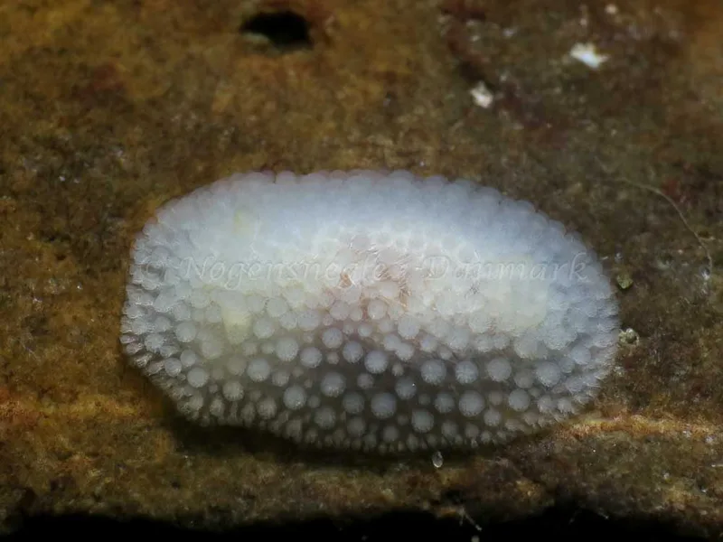 Onchidoris muricata - Søbadet - Foto: HP Ølgaard