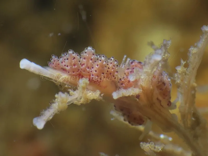 Doto coronata - Ammoniakhavnen - Foto: HP Ølgaard