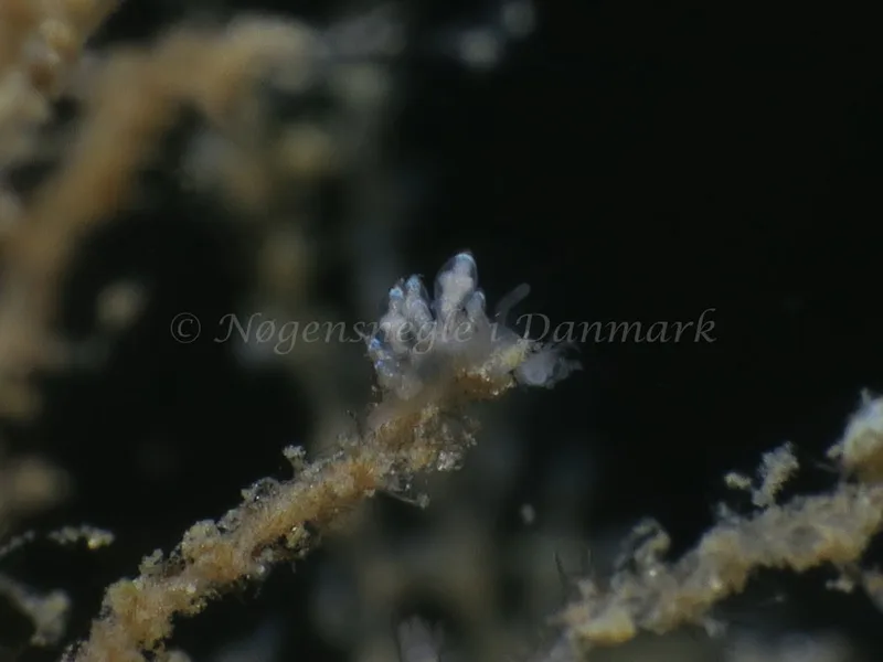 Eubranchus scintillans - Ammoniakhavnen - Foto: HP Ølgaard