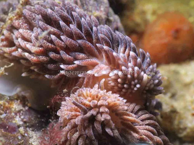 Aeolidia papillosa - Snoghøj - Foto: HP Ølgaard