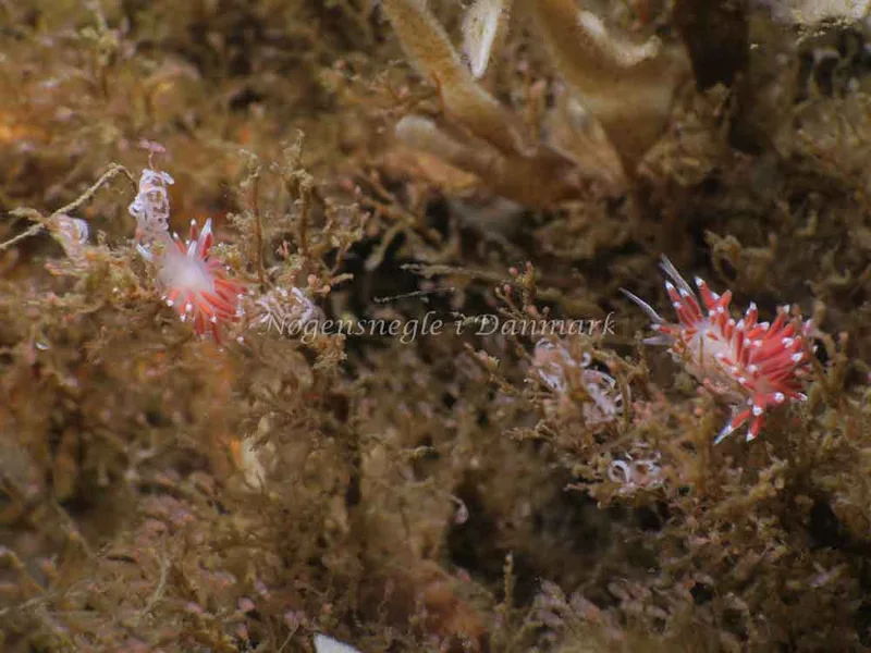 Coryphella verrucosa - Ammoniakhavnen - Foto: HP Ølgaard