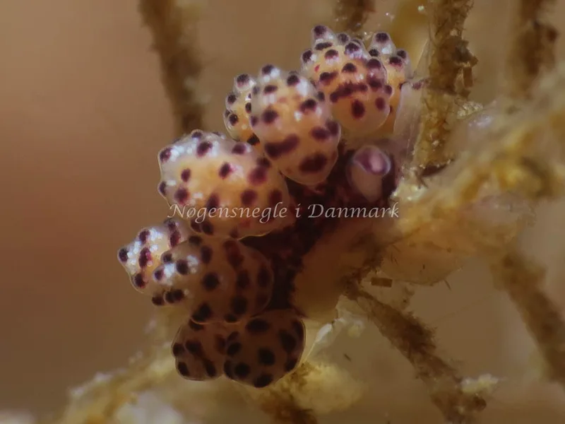 Doto coronata - Ammoniakhavnen - Foto: HP Ølgaard