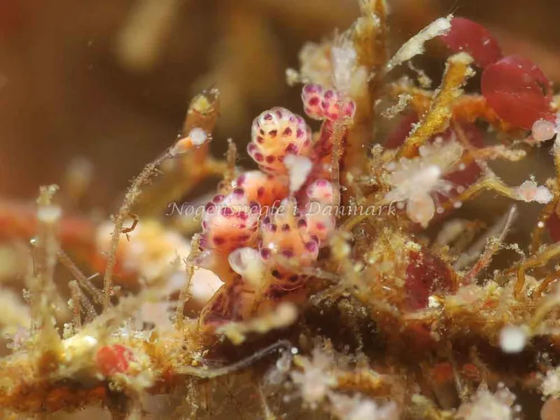 Doto coronata - Ammoniakhavnen - Foto: HP Ølgaard