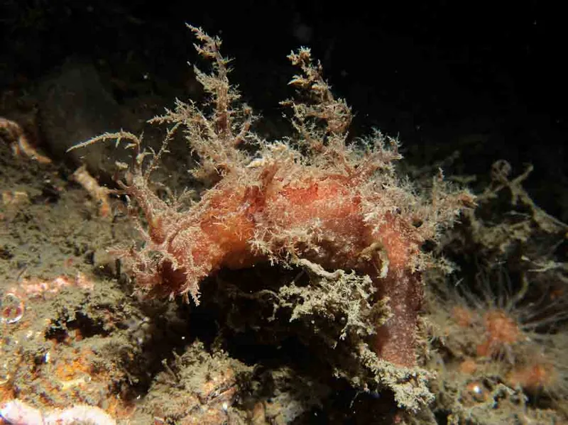 Dendronotus europaeus - Robert S/S (Vrag) - Foto: Kenneth Krull