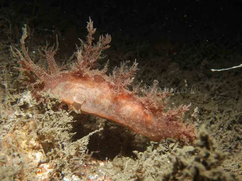 Dendronotus europaeus - Robert S/S (Vrag) - Foto: Kenneth Krull