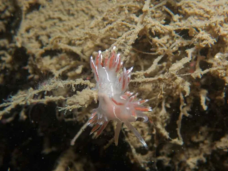 Coryphella lineata - Robert S/S (Vrag) - Foto: Kenneth Krull