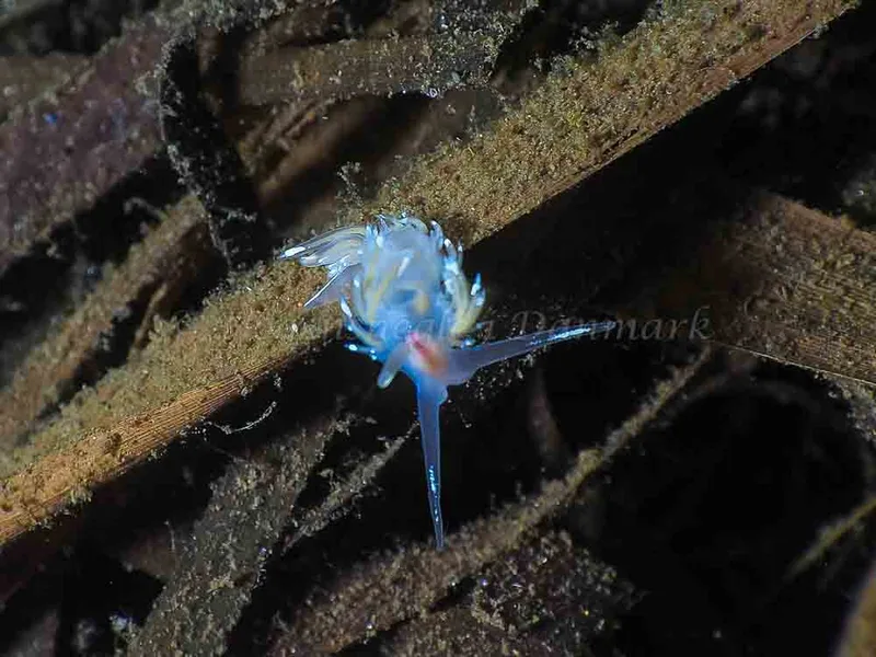 Facelina bostoniensis - Kollund Mole - Foto: Jens Egon Jørgensen