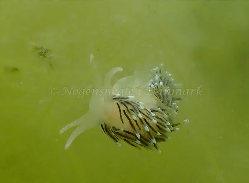 Cuthonella concinna - Vosnæs Pynt - Foto: Niels-Søren Bøgh