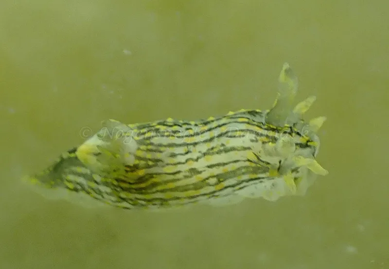 Polycera quadrilineata - Vosnæs Pynt - Foto: Niels-Søren Bøgh
