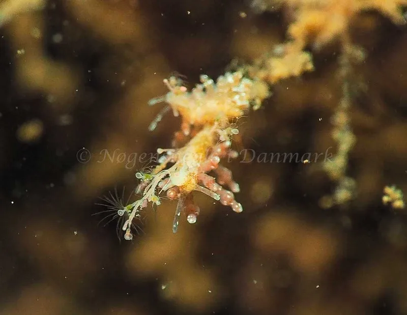 Eubranchus rupium - Kollund Mole - Foto: Jens Egon Jørgensen