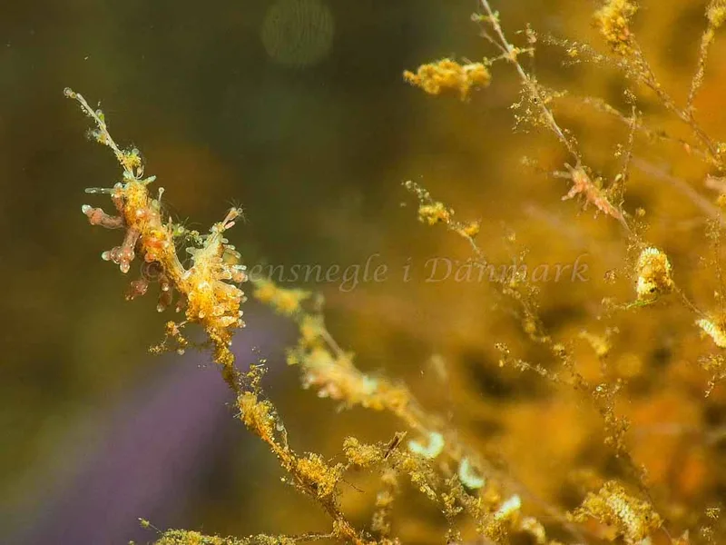 Eubranchus rupium - Kollund Mole - Foto: Jens Egon Jørgensen