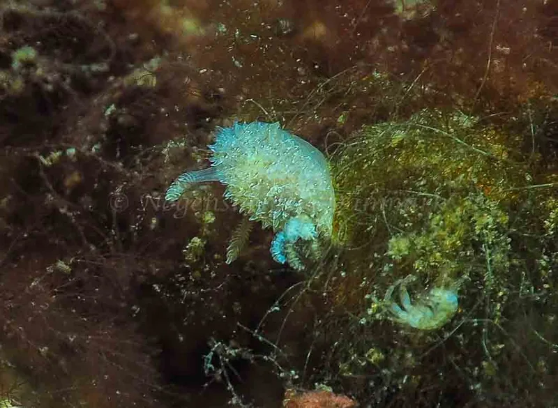Acanthodoris pilosa - Kollund Mole - Foto: Jens Egon Jørgensen