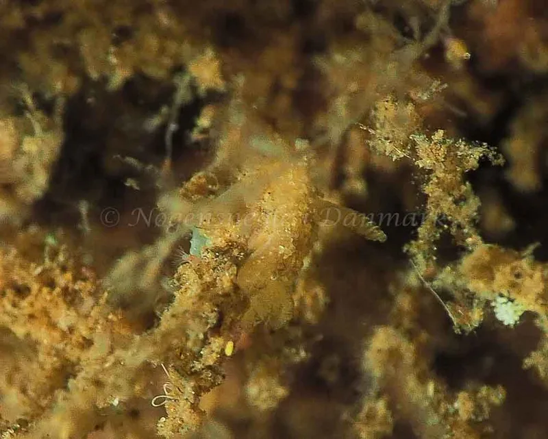 Acanthodoris pilosa - Kollund Mole - Foto: Jens Egon Jørgensen