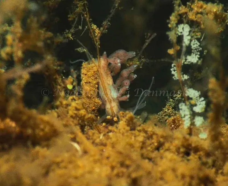 Eubranchus rupium - Kollund Mole - Foto: Jens Egon Jørgensen