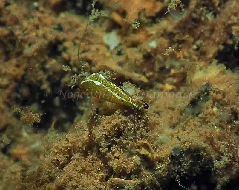 Elysia viridis - Kollund Mole - Foto: Jens Egon Jørgensen