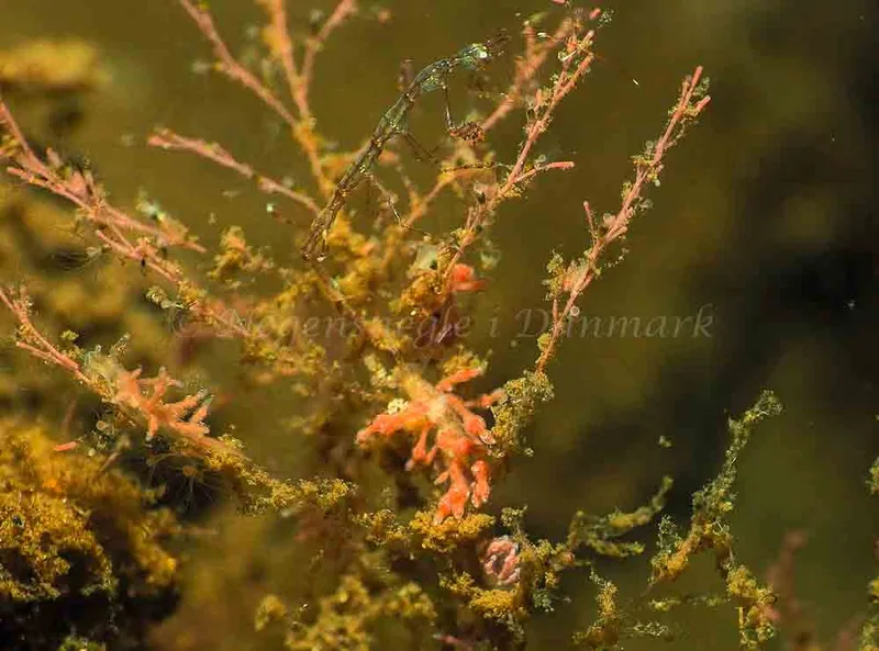 Eubranchus rupium - Kollund Lillestrand - Foto: Jens Egon Jørgensen