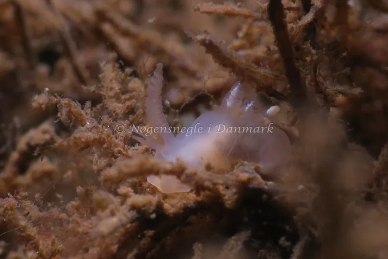 Ancula gibbosa - Ammoniakhavnen - Foto: HP Ølgaard
