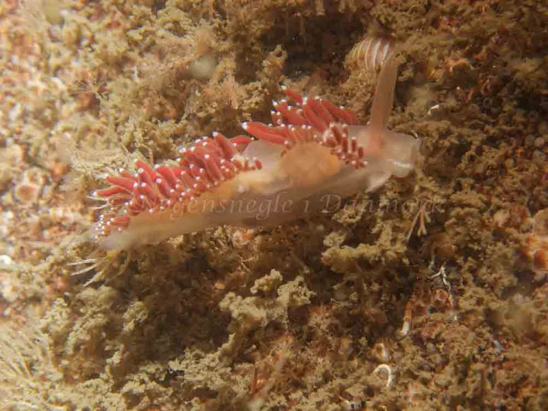 Coryphella verrucosa - Anemonevraget - Foto: Kenneth Krull