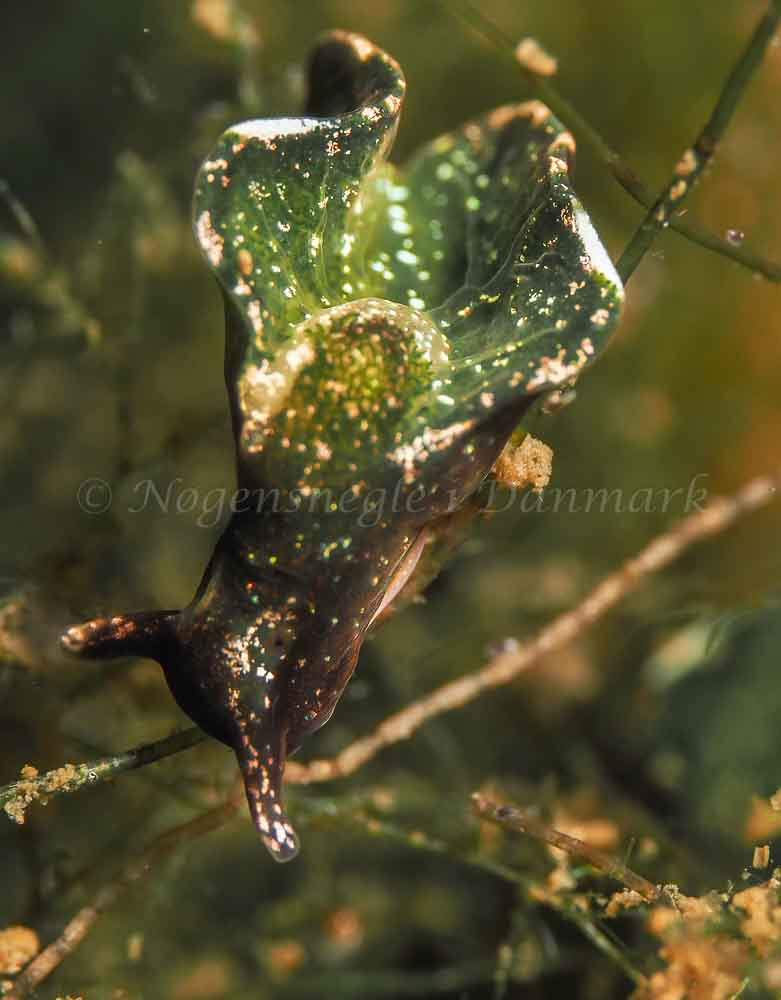 Elysia viridis -  Frederikssund Strand - Foto: Dave Holland