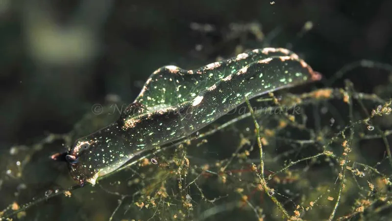 Elysia viridis -  Frederikssund Strand - Foto: Dave Holland