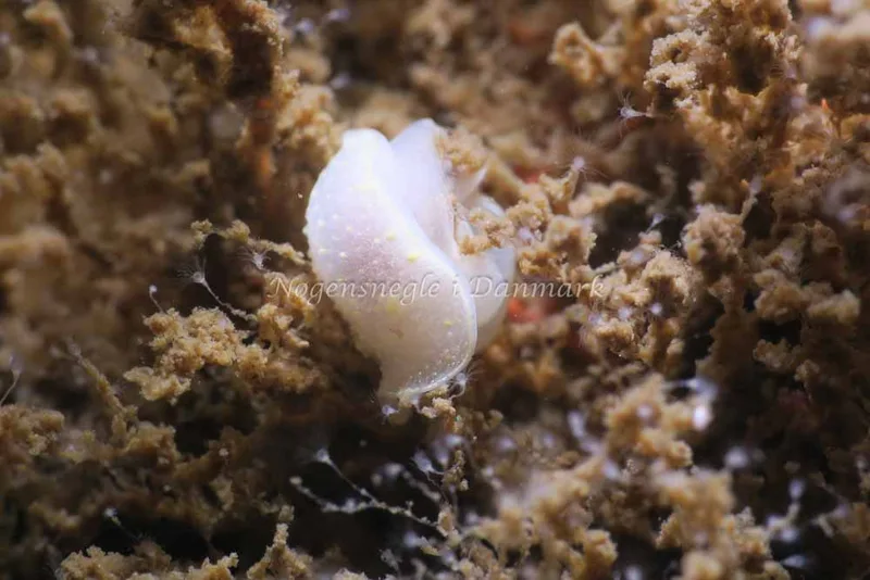 Cadlina laevis - Storebæltsbroen - Foto: HP Ølgaard