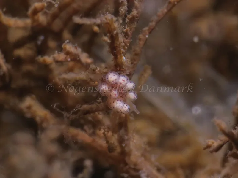 Doto coronata - Ammoniakhavnen - Foto: HP Ølgaard