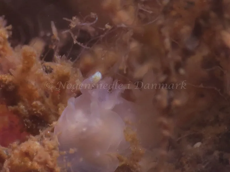 Ancula gibbosa - Ammoniakhavnen - Foto: HP Ølgaard