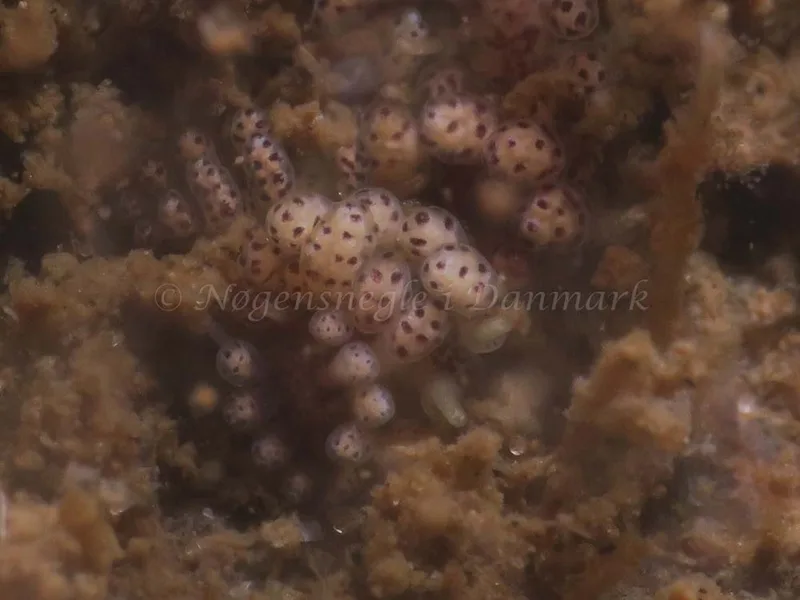 Doto coronata - Ammoniakhavnen - Foto: HP Ølgaard
