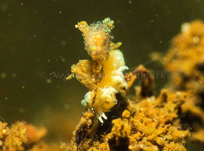 Favorinus branchialis - Kollund Lillestrand - Foto: Jens Egon Jørgensen