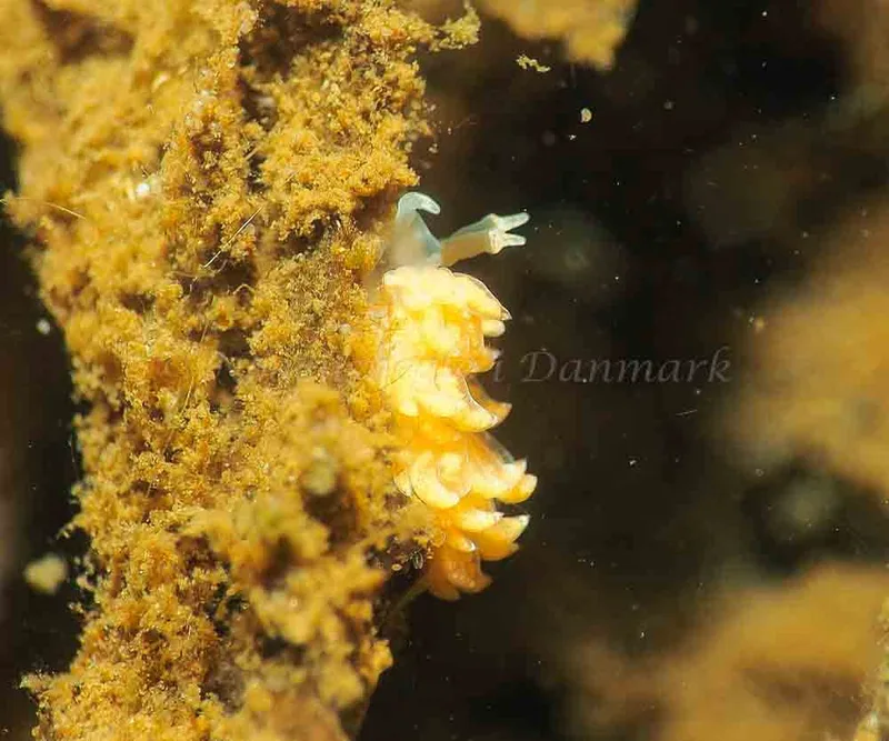 Favorinus branchialis - Kollund Lillestrand - Foto: Jens Egon Jørgensen