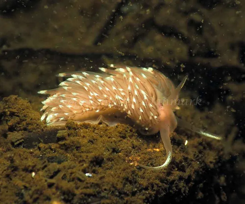 Facelina bostoniensis - Kollund Lillestrand - Foto: Jens Egon Jørgensen