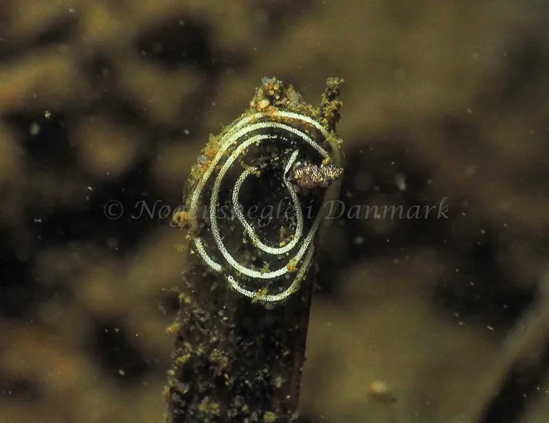 Favorinus branchialis - Kollund Lillestrand - Foto: Jens Egon Jørgensen